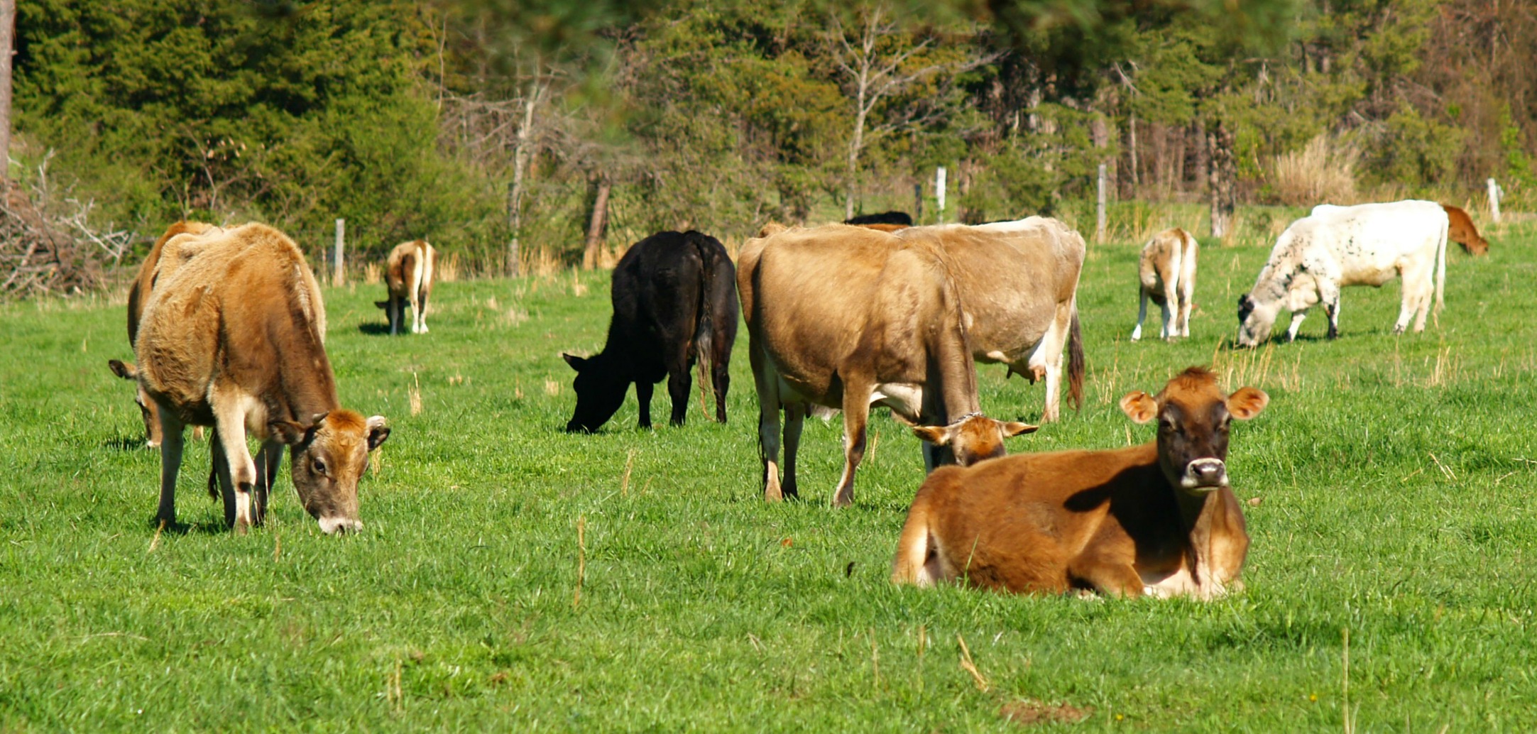 Raw Dairy