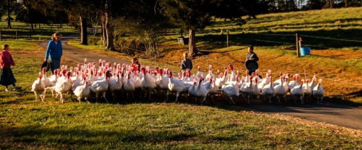 Turkey Reservations and Update